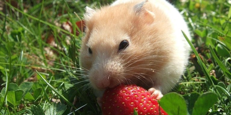 Hamster frisst eine Erdbeere